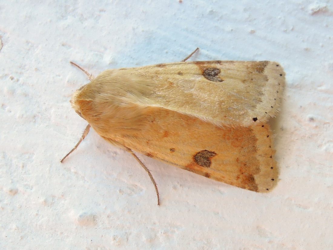 Heliothis peltigera